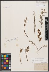 Foto von Salix aurita L. x Salix repens L.